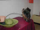 melissa2.jpg (44032 Byte)