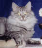 Afjord's jastro_2_bea.jpg (29940 Byte)