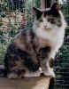 DK Trym's Asta_bea.jpg (41196 Byte)