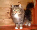 DSCF0010_SYNNE.JPG (13999 Byte)