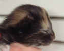 Rodbada12dgrProfil_1.jpeg (14304 Byte)