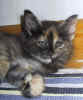 Tiril020512_13.jpg (27657 Byte)