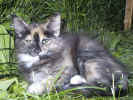 Tiril020606_1.jpeg (56448 Byte)