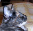 Tiril020623_1.jpg (15257 Byte)