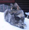 Tiril020804_1.jpg (19462 Byte)