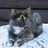 Tiril020804_2.jpg (22749 Byte)