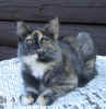 Tiril020804_5.jpg (24202 Byte)
