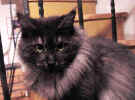 bijou_4_g.jpg (20609 Byte)