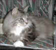 picasso990808_kopia.jpg (19459 Byte)