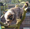 tiril201102.jpg (60685 Byte)