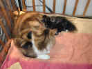 zebtiril021009 001.jpg (97858 Byte)
