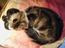 zebtiril021009 006.jpg (99408 Byte)