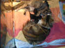 zebtiril021009 007.jpg (114912 Byte)